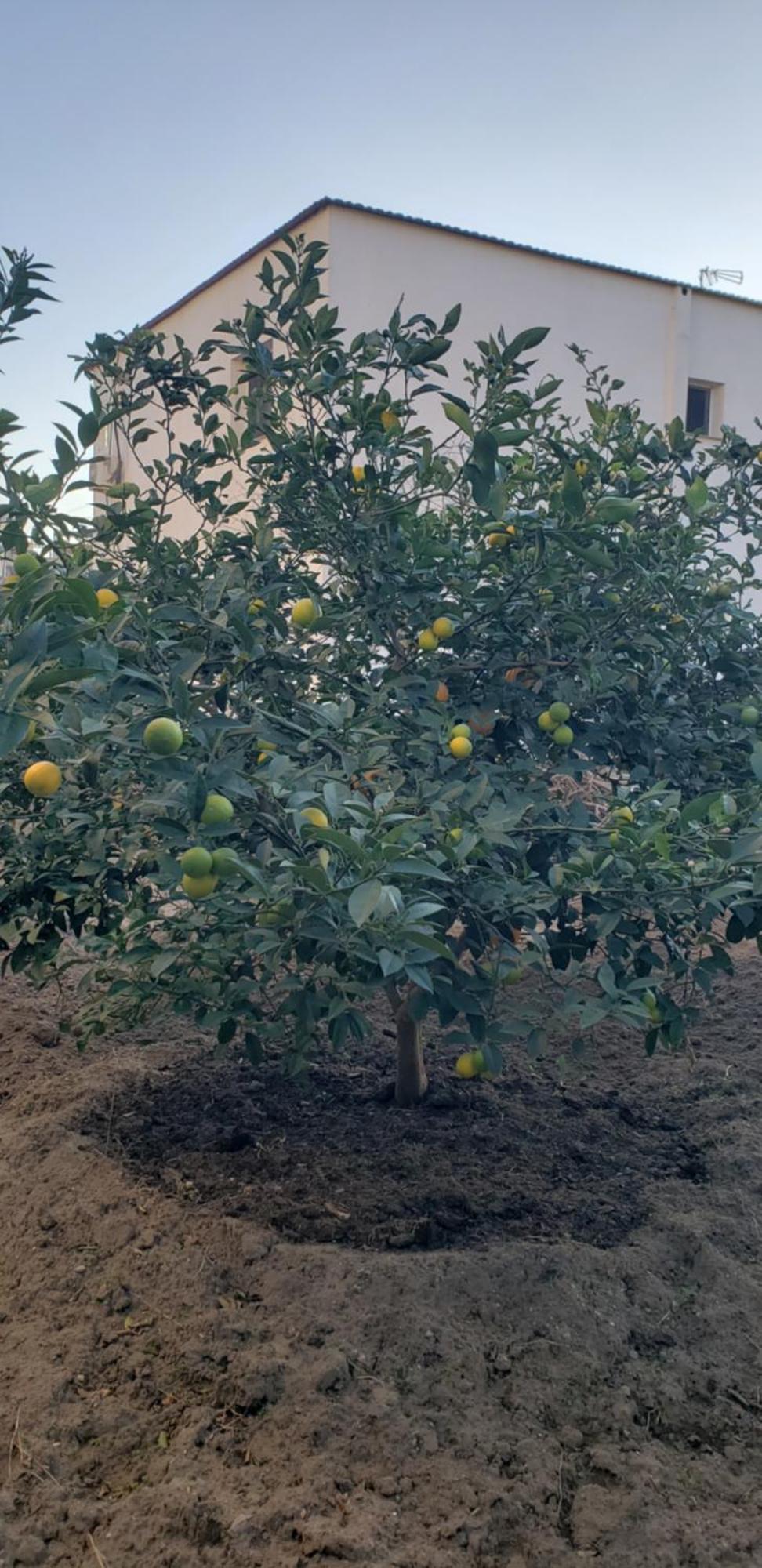 Pomegranates & Olives Guesthouse Dıraç Dış mekan fotoğraf